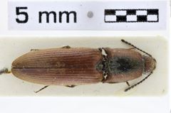 Foto (Dorsalansicht) von Ludioschema marginicolle (NHMW-ZOO-COL-0010500)